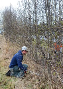 Cutting invasive pear trees at Buffalo Grove Prairie